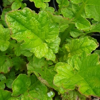 Francoa sonchifolia 
